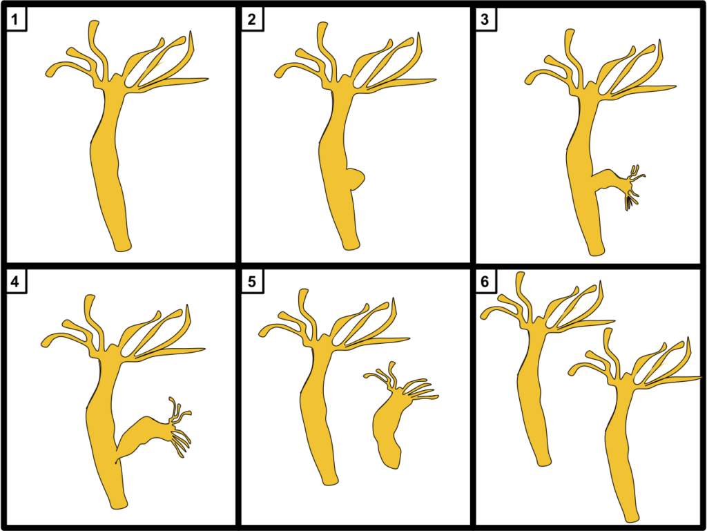 Hydras rely on their regeneration abilities to reproduce. A hydra splits off a bud of itself which then grows into a complete individual – it clones itself.