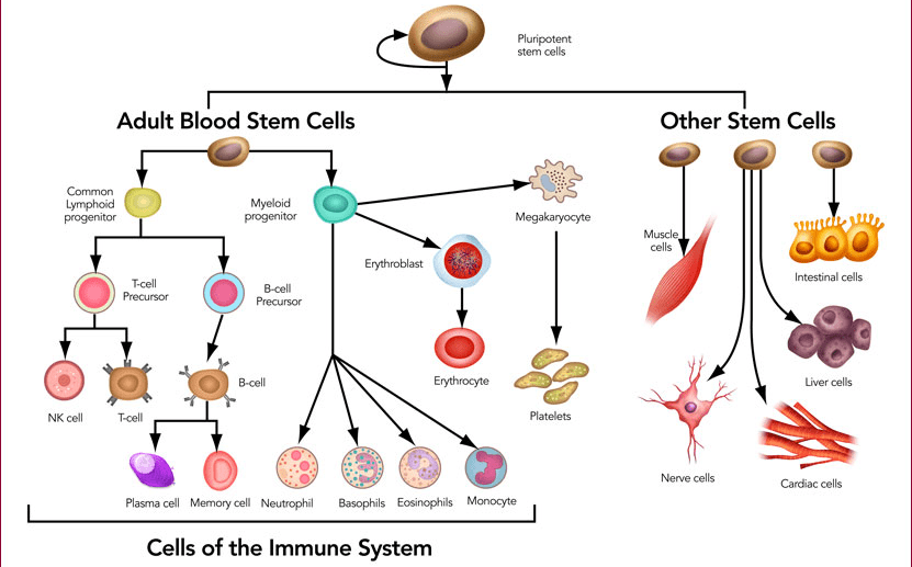 Stem-cells are the progenitors of all cells in your body.