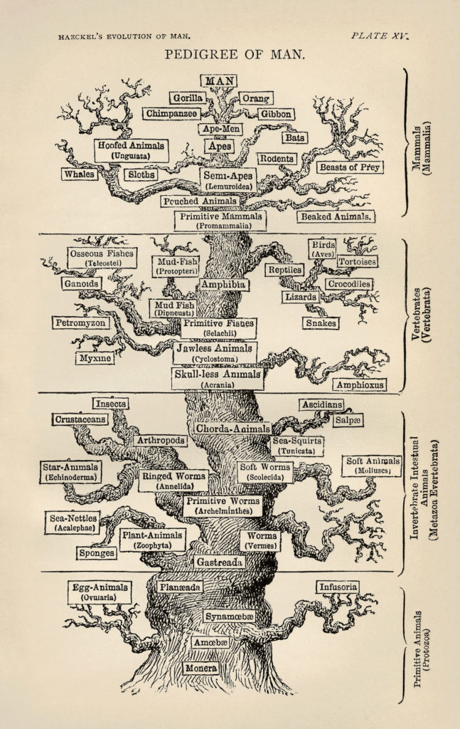 Ernst Haeckel's "Tree of Life" from the The Evolution of Man (1879).