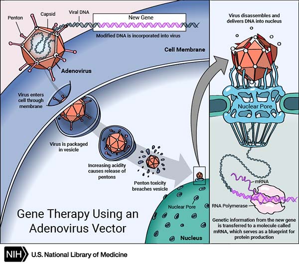 Some gene therapies employ viruses to deliver new genes. Other approaches such as CRISPR can directly modify the genes of a living organism.