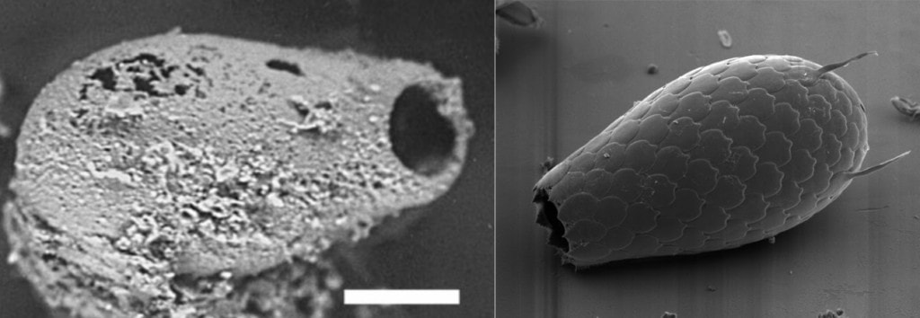 Testate amoebae make shells. On the left is an amoeba shell recovered from a 742 million year old sedimentary layer in the Grand Canyon. On the right is a modern specimen.