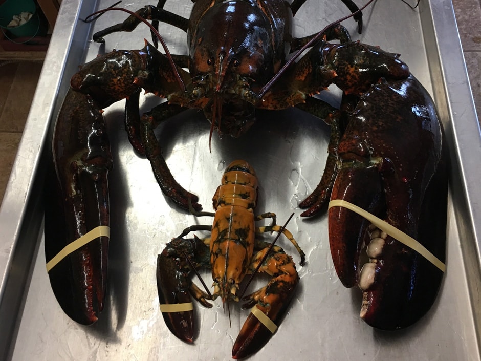 Lobsters get stronger with age. This massive lobster, named King Louie, is believed to be over 100 years old. King Louie was released back into the ocean in 2016.
