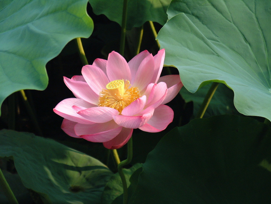 The sound Om (or Aum) represents Brahman, the infinite reality:
"Om. That (Brahman) is infinite, and this (universe) is infinite. The infinite proceeds from the infinite." -- Paingala Upanishad (c. 600 A.D.)